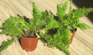 波士顿蕨的养殖方法（家里养波士顿蕨好吗）