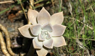 冬美人和胧月哪个好养（冬美人和胧月哪个更耐寒）