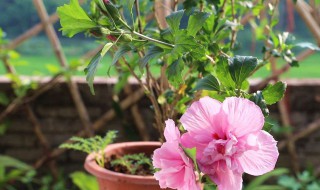 小木槿的养殖方法和注意事项 小木槿的养殖方法和注意事项 盆栽