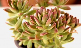 红稚莲多肉植物如何养出老桩（红稚莲怎样养成老桩）