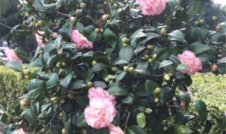 茶花施肥过多怎么办 茶花施肥过量怎么解决