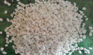 珍珠岩适合养什么花（珍珠岩适合养哪些花）