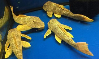 怎么给清道夫喂食（怎么给清道夫喂食小鱼）