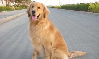 金毛犬吃什么对毛好 金毛狗吃啥最好