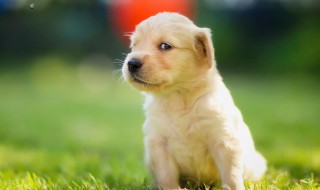 新手适合养什么狗 新手适合养什么狗头鱼