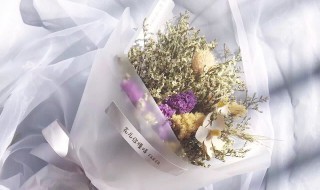 水晶草的花语 水晶草的花语和寓意