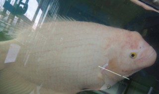 招财鱼不吃东西怎么办（招财鱼不吃东西怎么回事）