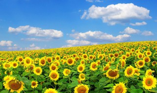 什么花的花语是暗恋（什么花的花语是暗恋?）