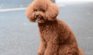 泰迪什么时候断尾比较好 泰迪狗狗几天断尾最好
