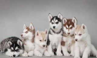 哈士奇换牙期的护理应该注意什么呢（哈士奇换牙期需要磨牙么）