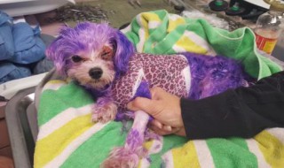 宠物狗染发的注意事项（狗狗能染发么）