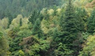 本绿和本段的区别（本绿与本段的区别）