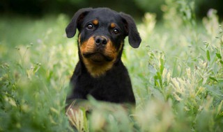 梦见狗对着我叫是什么意思（梦见狗对着我叫是什么意思啊）