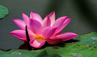 接天碧叶无穷碧下一句是什么 接天莲叶无穷碧后面一句是什么意思