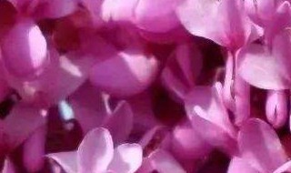 2020年花朝节是几月几号 今年的花朝节在几月几