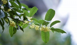 桂花干掉叶了怎么办（桂花叶子干了怎么办）