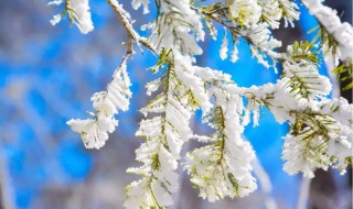 千树万树梨花开是什么修辞方法（千树万树梨花开忽如一夜春风来修辞手法）