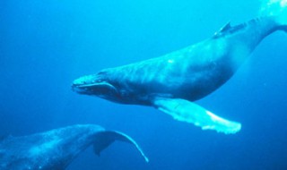 世界上最重的海洋动物是什么（世界上最重的海洋动物是什么生肖）