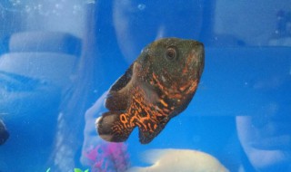 地图鱼不吃东西怎么办 地图鱼一直不吃东西怎么办