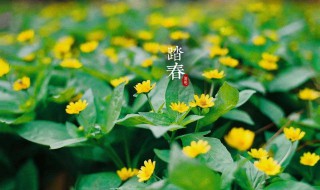 踏青的时间是什么时候 踏青的季节是什么时间