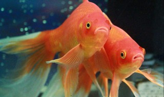 给草金鱼喂食要注意些什么（给草金鱼喂食要注意些什么呢）