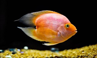 鹦鹉鱼吃什么食物最好(鹦鹉鱼吃什么食物最好养)