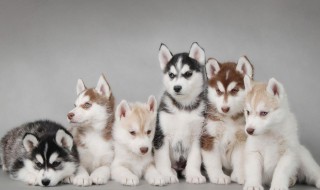 宠物狗哈士奇的饲养方法 宠物狗哈士奇的饲养方法视频