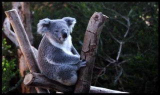 考拉吃什么食物（考拉都吃什么食物）