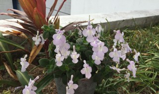 海豚花多开花的秘诀 海豚花怎么才能爆盆