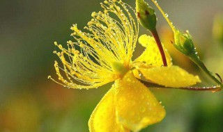 金丝梅怎么养（金丝梅的养殖方法）