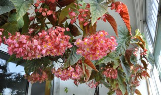 竹节秋海棠几月份开花（竹节秋海棠几月份开花啊）