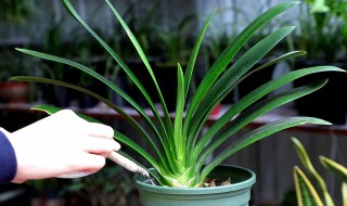 君子兰施什么肥 君子兰施什么肥最好君子兰喂鸡蛋