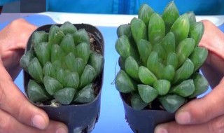 多肉玉露怎么养 多肉玉露怎么养才能爆盆