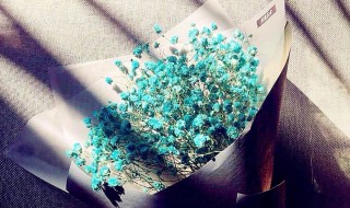 蓝色满天星的花语是什么 蓝色满天星的花语是什么意思