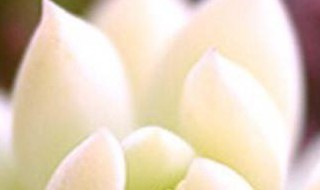 多肉怎么才能长高（多肉怎么才能长高大）