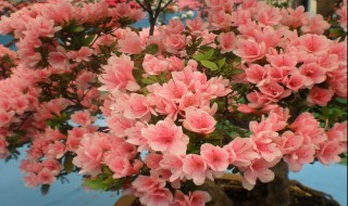 杜鹃是什么种类（杜鹃属于什么）