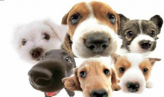 做梦梦到狗追狗是什么意思（做梦梦到狗追狗是什么意思周公解梦）