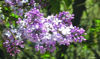 丁香花本义和象征分别是什么（丁香花本义和象征分别是什么意思）