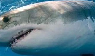 大白鲨的是什么颜色（大白鲨是什么颜色的图片）