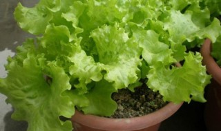 盆栽生菜多久可以采摘 盆栽生菜多久可以采摘啊