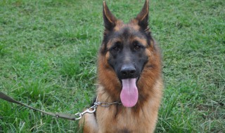 狼可以训化成狗吗?（狼可以训化成狗吗图片）