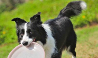 狗丢很远自己回家原理 狗狗自己走回家