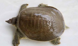 甲鱼有公母吗 甲鱼公的母的