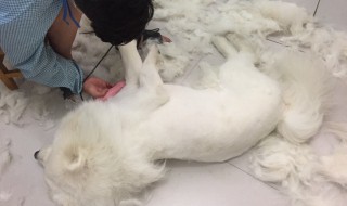 如何剃狗毛（如何剃狗毛快）