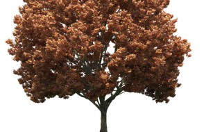 园林树木干皮形态分哪几类? 园林树木常用形态类型有