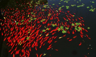 史上最难绕口令红鲤鱼（绕口令最难红鲤鱼与绿鲤鱼）