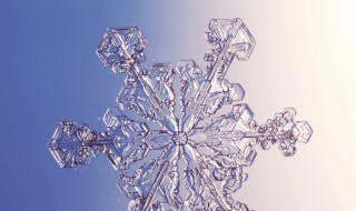 世上最圣洁的花（世界上最圣洁的花）