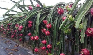 家庭种植火龙果的方法 家庭种植火龙果的方法视频