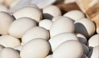 男人吃鹅蛋有什么好处 男人吃鹅蛋有什么好处吗