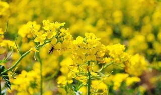 描写油菜花的优美句子 描写油菜花的优美句子短句